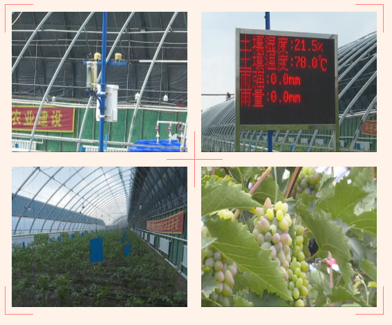 九臺區(qū)李玉波的采摘園