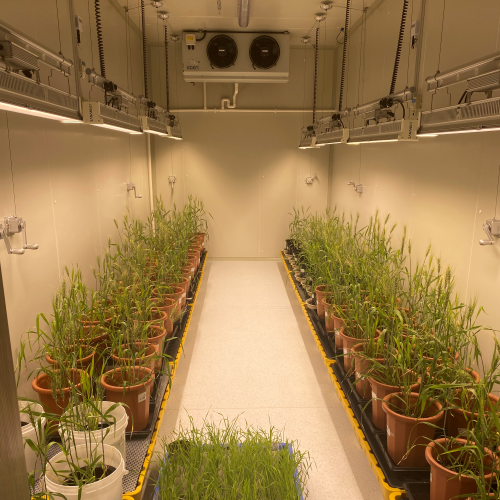 植物生長(zhǎng)室 定制